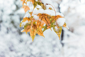 冬天大雪中的植物叶片