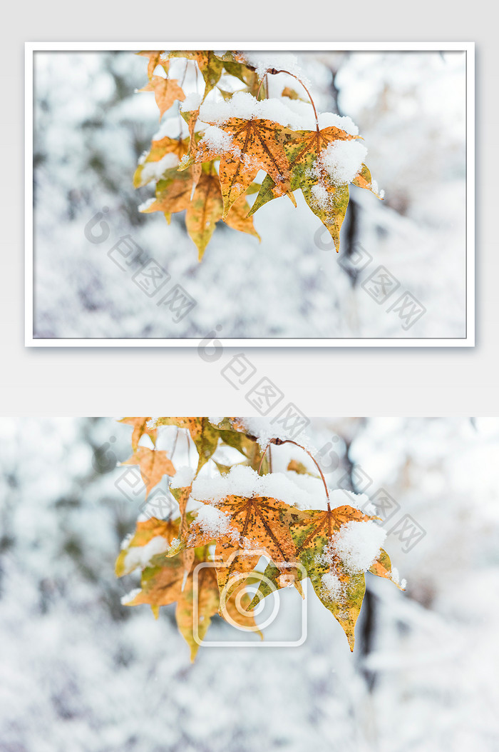 冬天大雪中的植物叶片