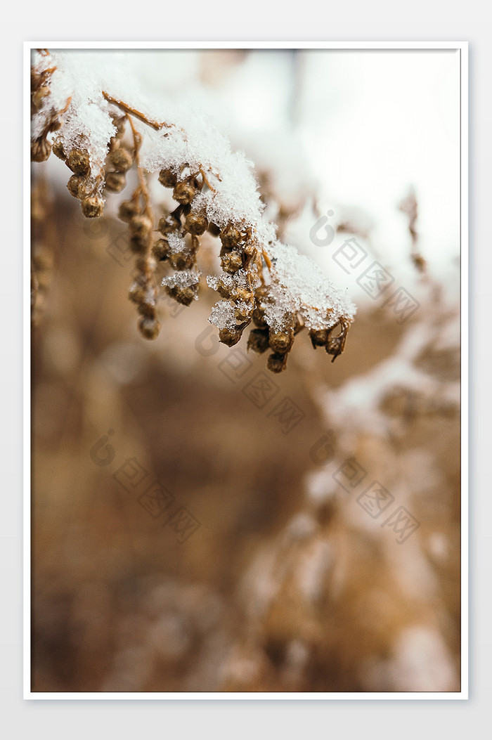 冬天冰雪覆盖的枯草枝叶