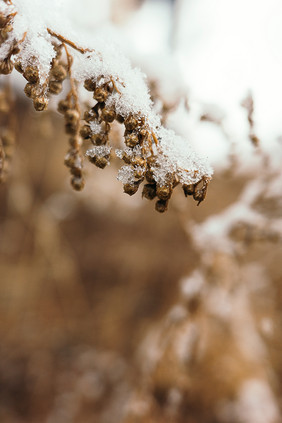 冬天冰雪覆盖的枯草枝叶