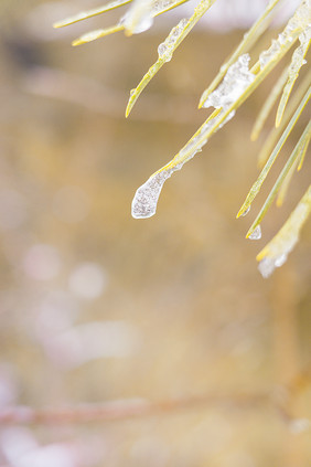 松针挂满冰雪特写摄影图