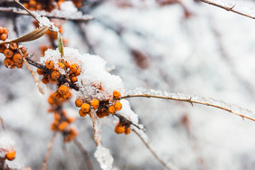 积满冰雪的沙棘果树