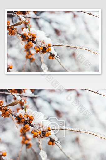 积满冰雪的沙棘果树图片