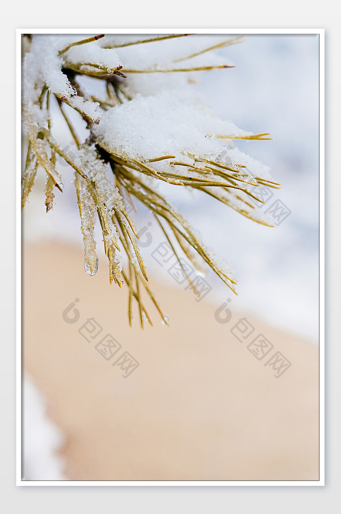 冬天堆满积雪的松树松针