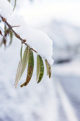 冬天堆满白色积雪的枯萎绿植