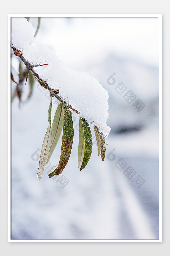 冬天堆满白色积雪的枯萎绿植