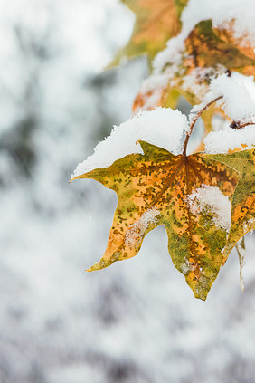 冬天积满白雪的枫叶