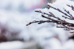 松树上挂满白雪大寒天气