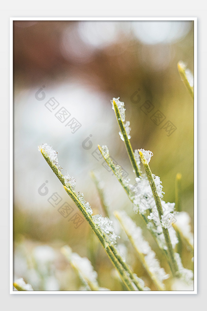 冬天白雪覆盖的松针特写图片