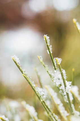 冬天白雪覆盖的松针特写图片