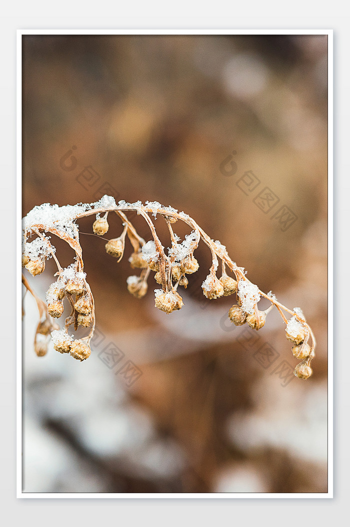 枯草树枝雪后挂满白色积雪图片图片