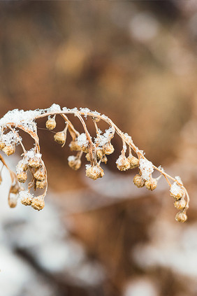 枯草树枝雪后挂满白色积雪