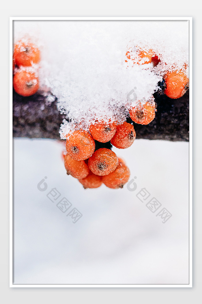 冬天白雪覆盖的沙棘果特写图片图片