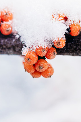 冬天白雪覆盖的沙棘果特写