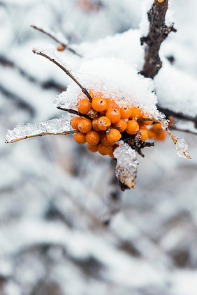 冬天的沙棘果被白雪覆盖