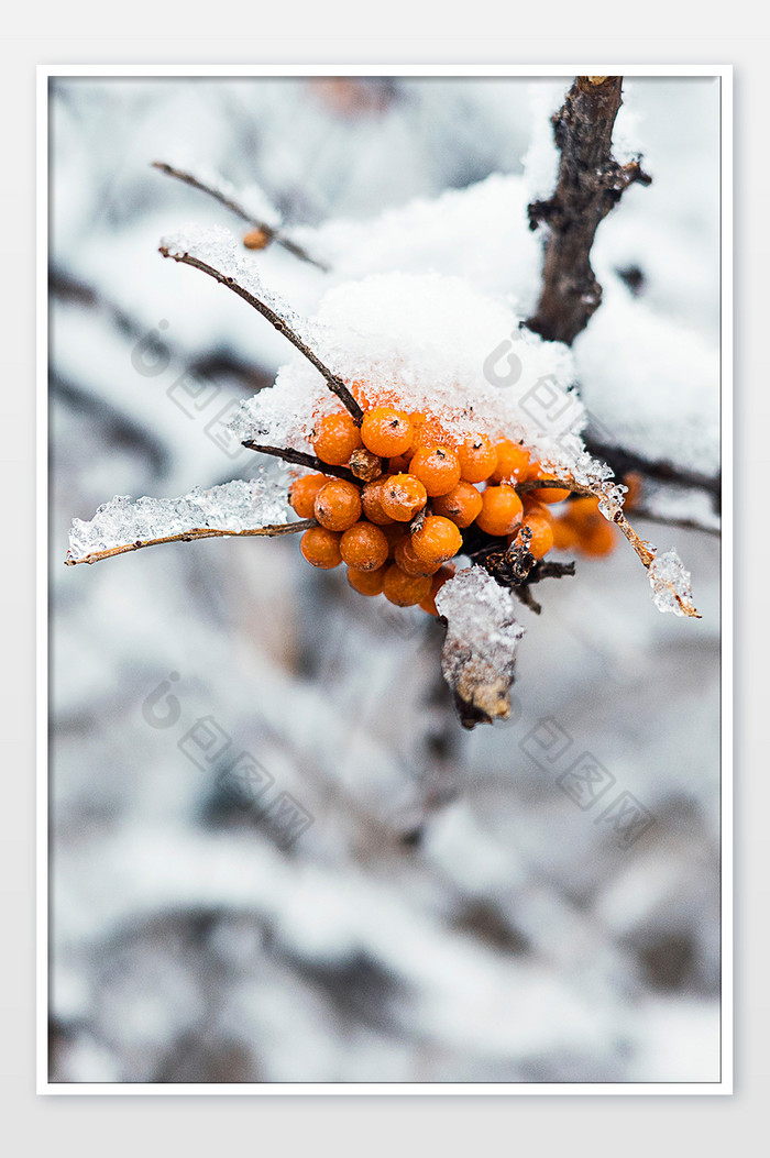 冬天的沙棘果被白雪覆盖图片图片