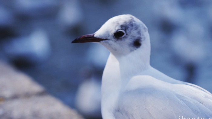 自然唯美海鸥鸟类动物空镜实拍