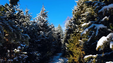 蓝天下雪压松树枝头4k实拍视频