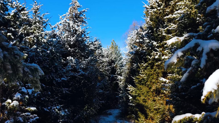 蓝天下雪压松树枝头4k实拍视频