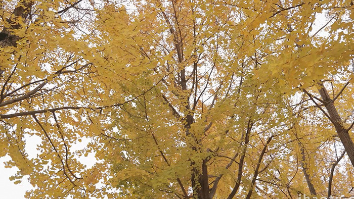 自然冬季金黄的银杏叶4K实拍