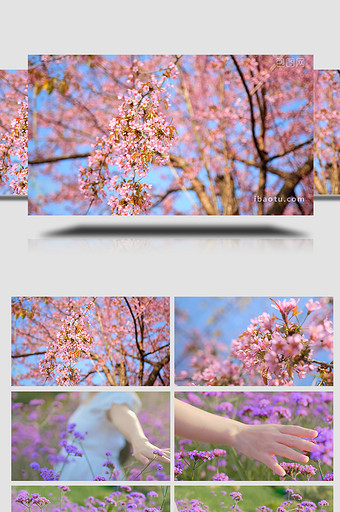 自然唯美阳光下绽放的花朵4K图片
