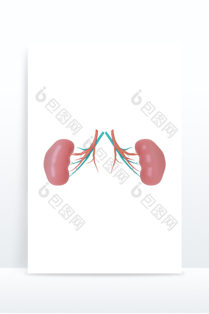3DC4D立体五脏六腑内脏肾脏图片图片