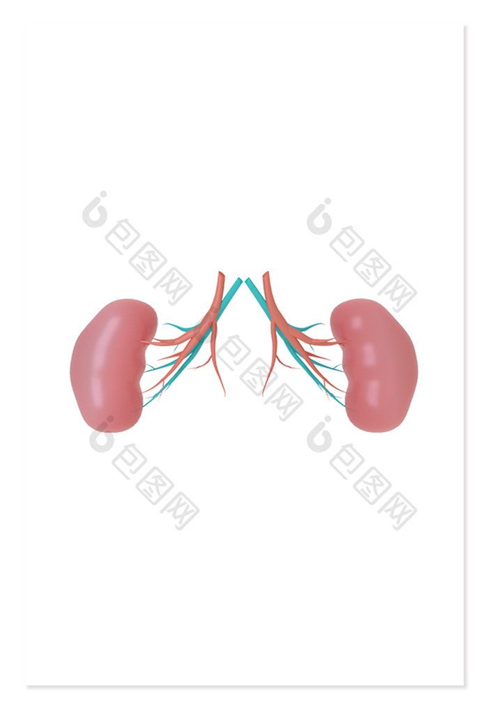 3DC4D立体五脏六腑内脏肾脏
