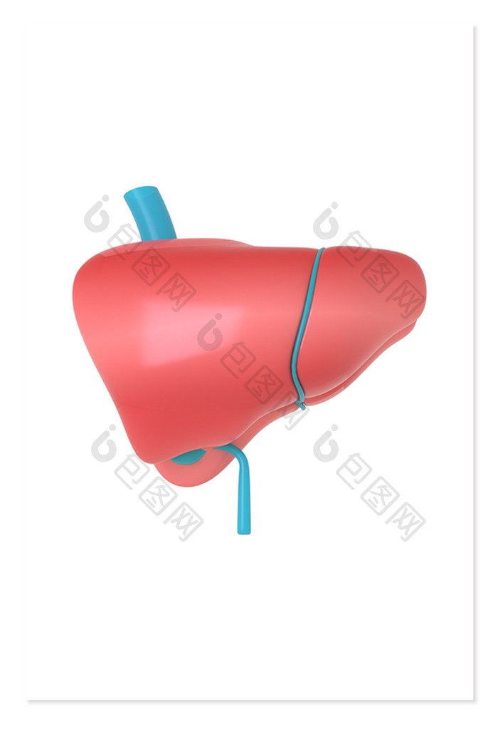 3DC4D立体五脏六腑肝脏