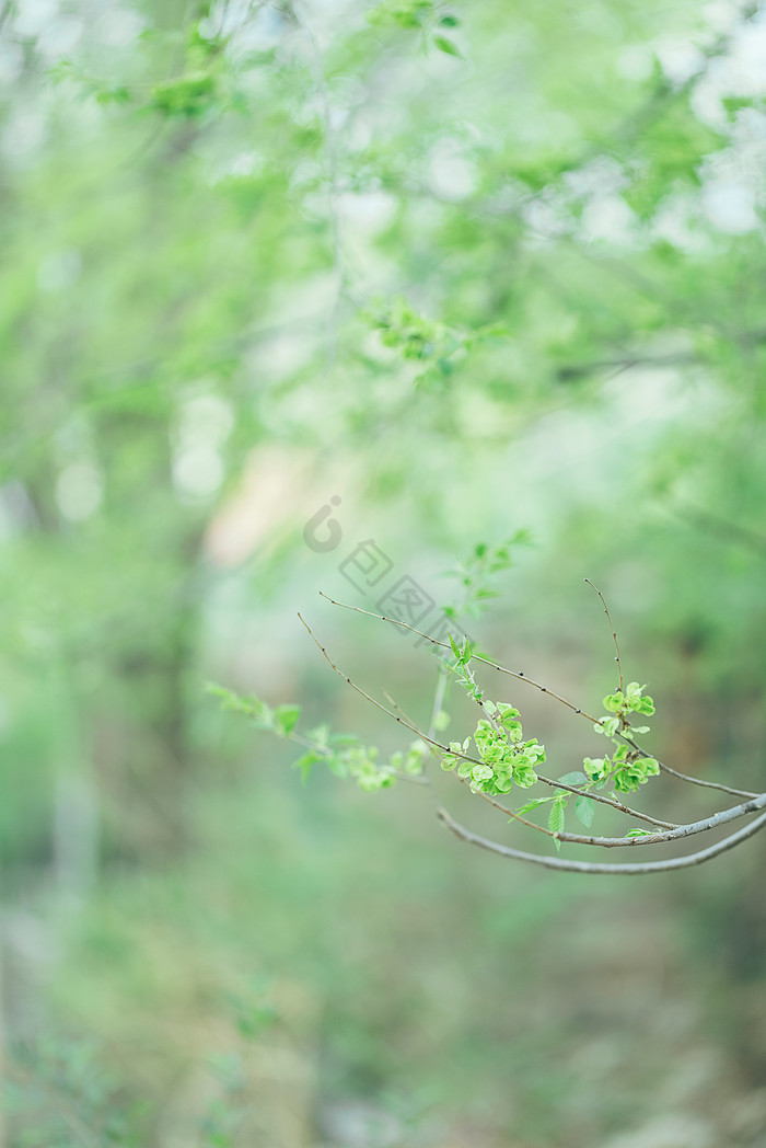 春天绿植绿意盎然生机勃勃图片