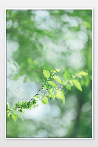 春天绿色清新阳光绿植摄影图图片