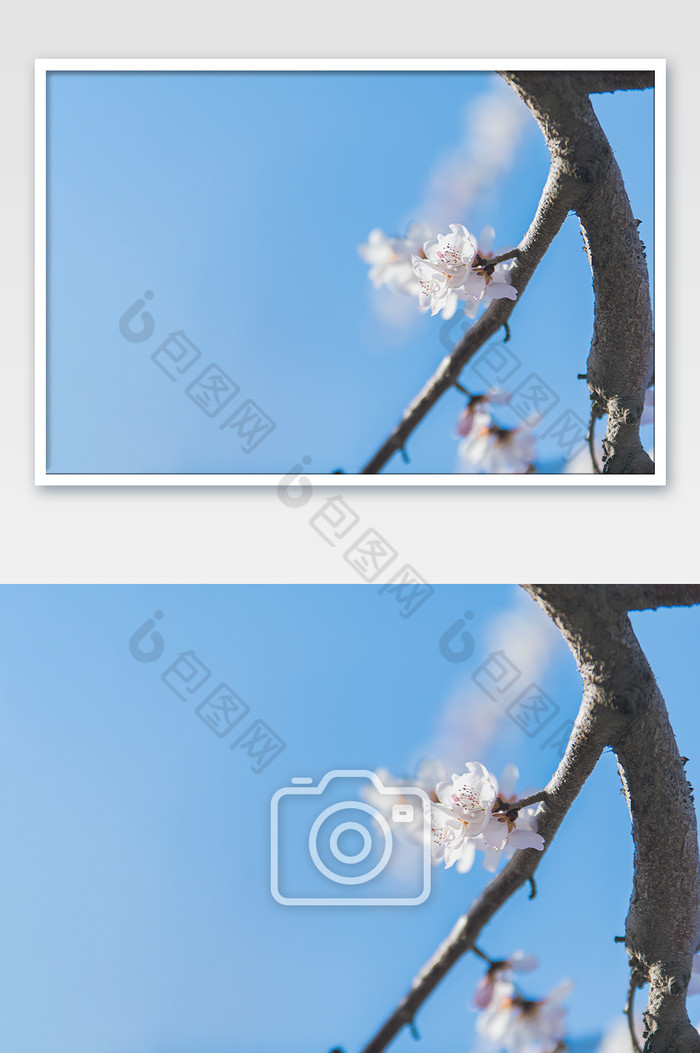 春天绽放在枝头的山桃花图片图片