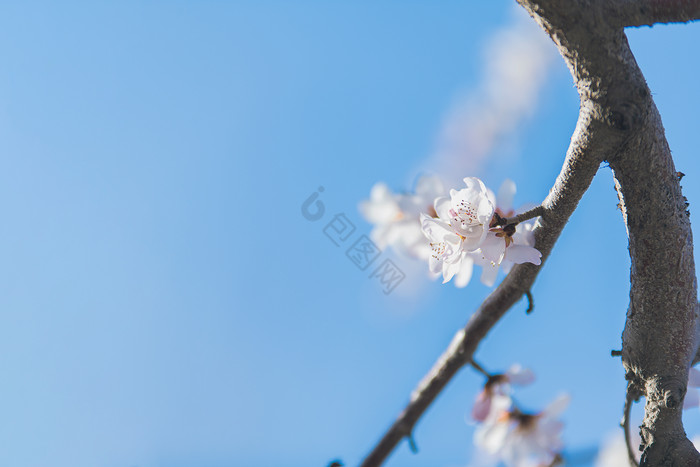 春天绽放在枝头的山桃花图片