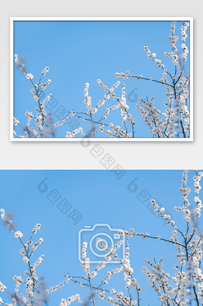 春天绽放在蓝天下的樱花图片图片