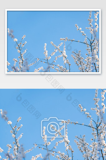 春天绽放在蓝天下的樱花图片