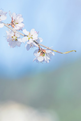 春天绽放的北方山桃花