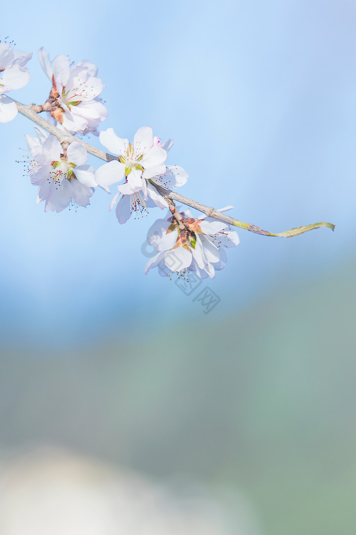 春天绽放的北方山桃花图片