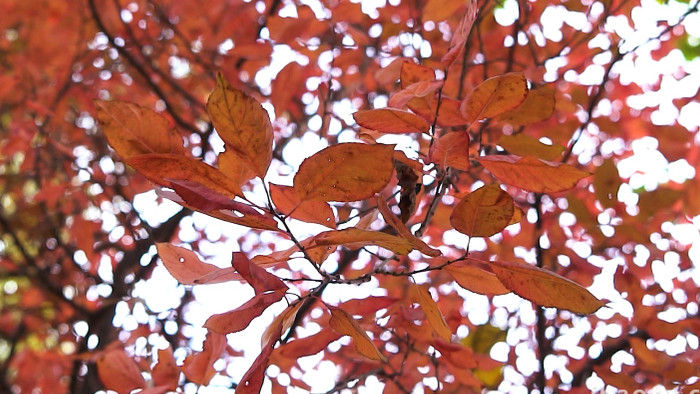 温暖治愈秋景升格拍摄秋叶落叶