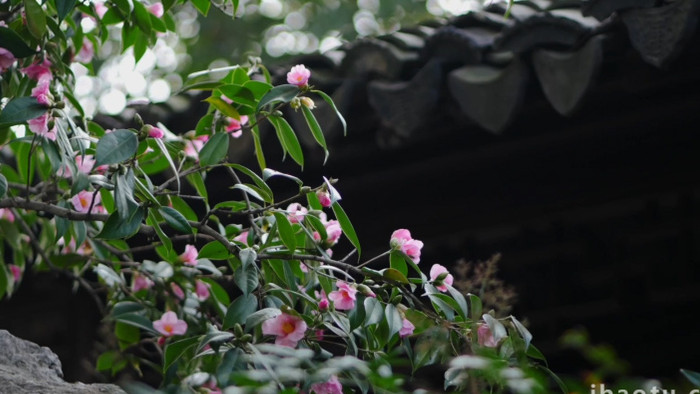 唯美古风屋檐盛开的茶花实拍视频