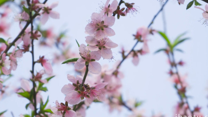 春天风景春暖花开粉色梅花4K