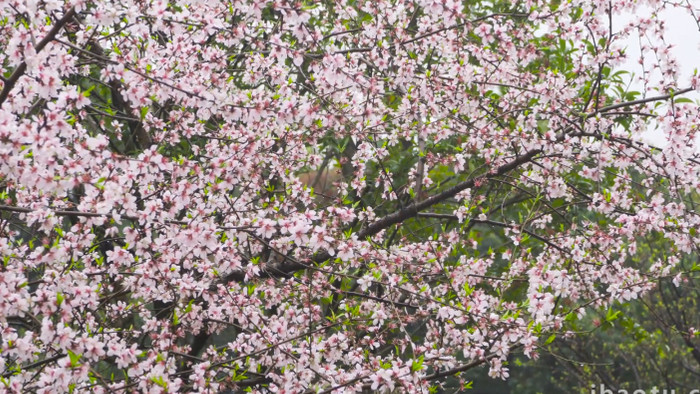 春暖花开春节花朵桃花盛开4K