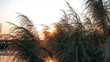 治愈芦苇夕阳太阳下山随风摇曳实拍