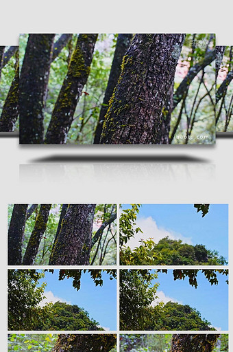丛林中的植物树干青苔蓝天绿叶4K实拍图片