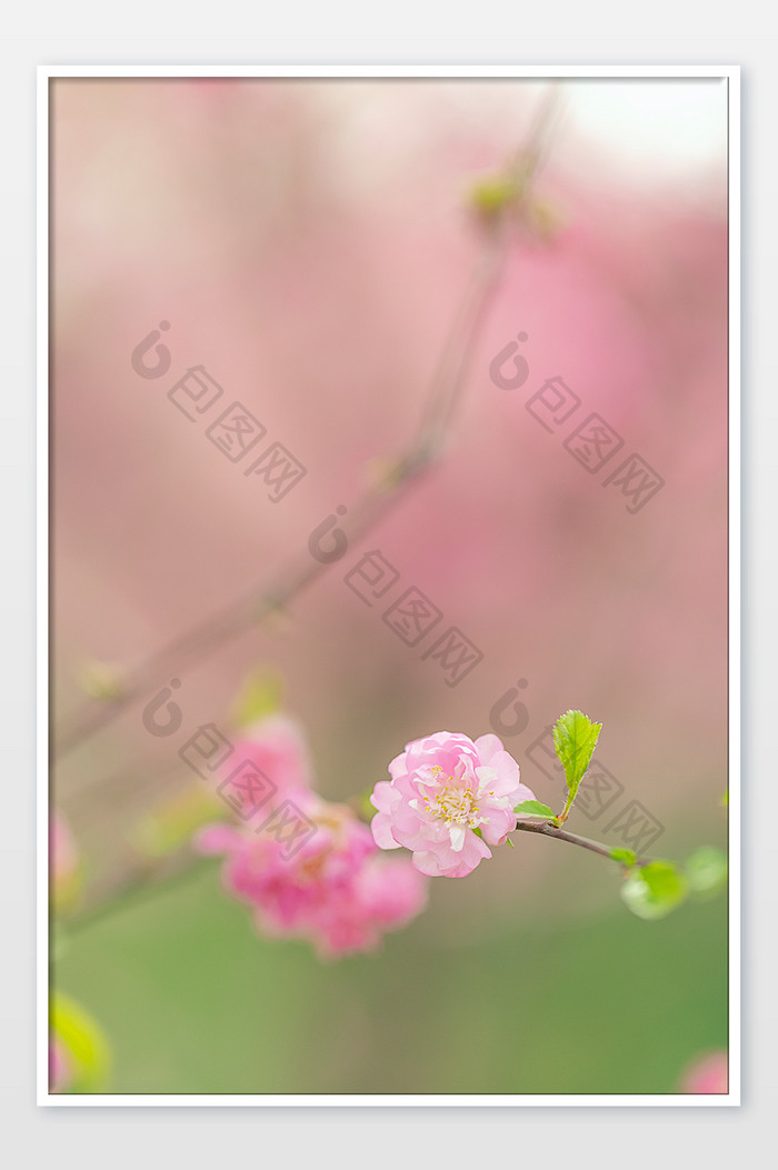 盛开在春天的粉色榆叶梅