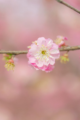 一朵盛开的榆叶梅花