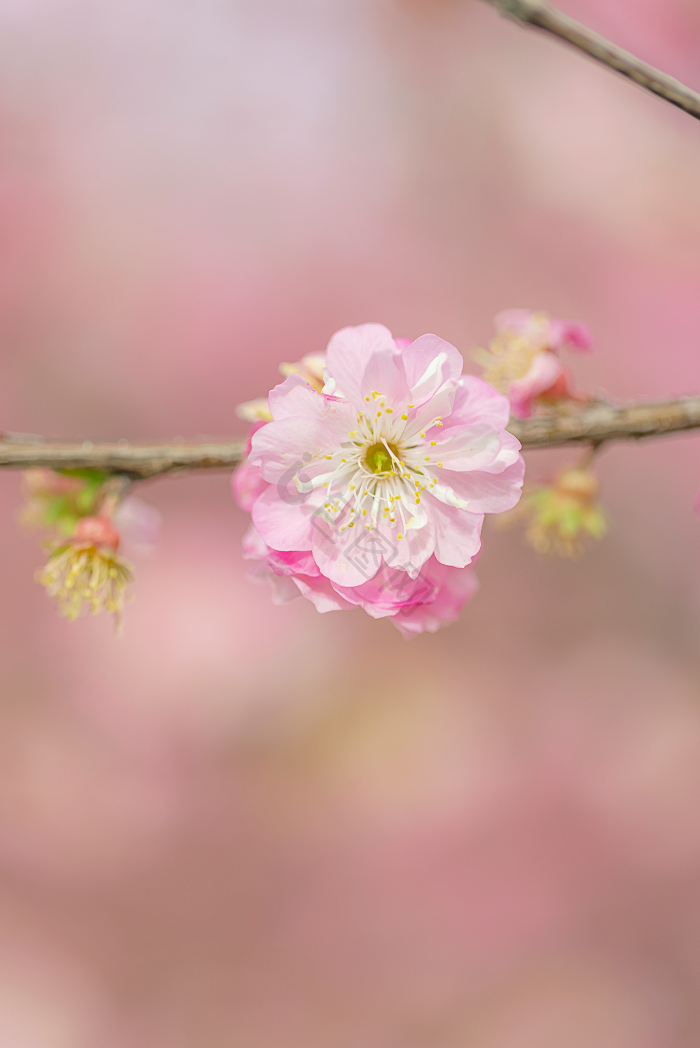 一朵花开图片_正版一朵花开素材下载-包图网