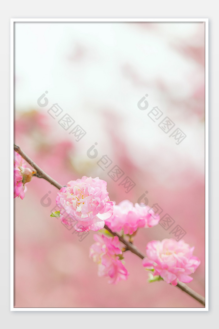春天盛开的粉色榆叶梅花朵图片图片