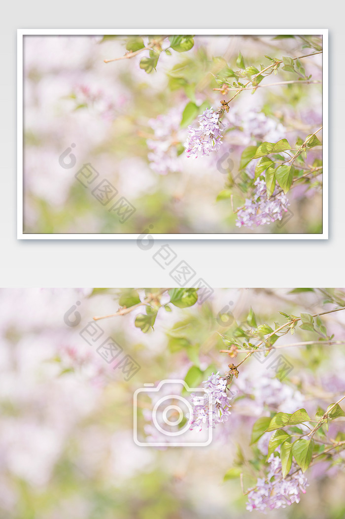 春天盛开的紫色丁香花图片图片