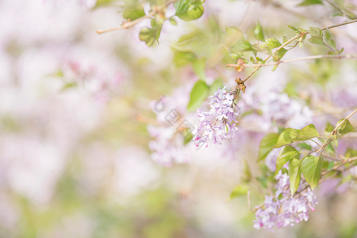 春天盛开的紫色丁香花图片