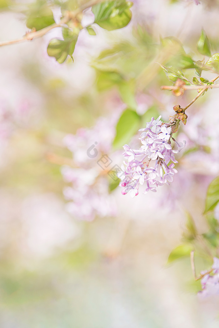 北方春天盛开的丁香花图片