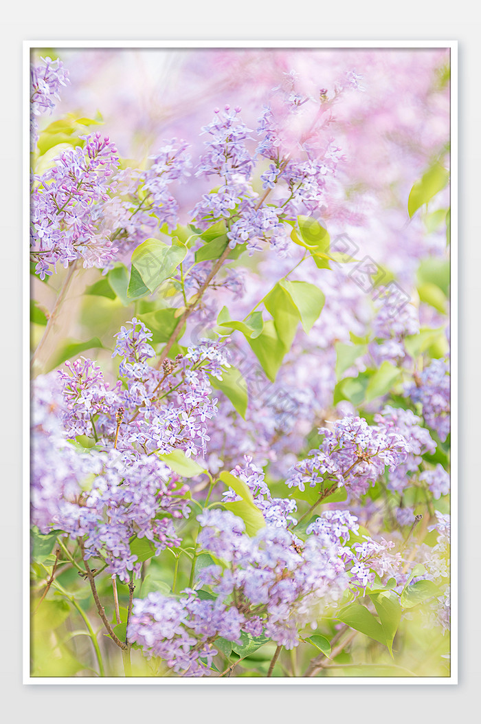 春天开放的紫色丁香花